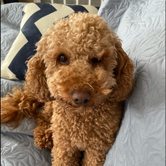 Meet your Posher, Jeff - Picture 1 of 1